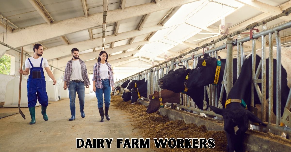 Dairy Farm Workers Jobs in Canada