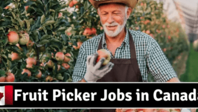 Fruit Picking and Packing Jobs in Canada 2024