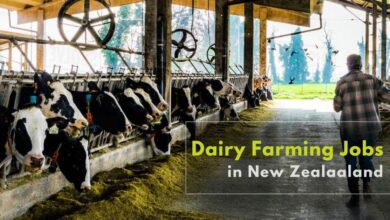 Dairy Farm Worker Jobs in New Zealand