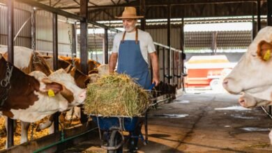 Dairy Farm Worker Jobs in Canada