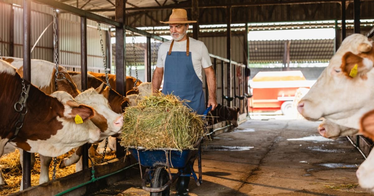 Dairy Farm Worker Jobs in Canada