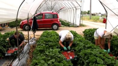 Farm Worker Jobs in Italy